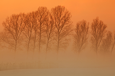 Trees in freezing mist, The Fens, Norfolk, England, United Kingdom, Europe