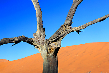 Dead Vlei, Sossusvlei, Namibia, Africa