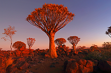 Quiver Tree Forest, Keetmanshoop, Southern Namibia, Africa