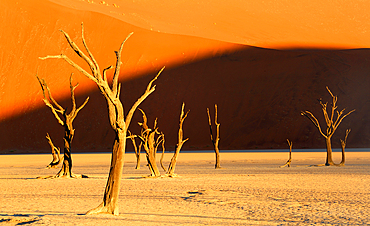 Dead Vlei, Sossusvlei, Namibia, Africa