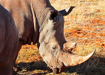 White Rhino, Bagatelle Kalahari Game Ranch, Namibia, Africa