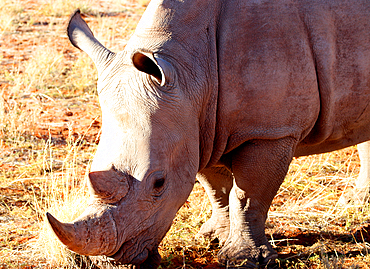 White Rhino, Bagatelle Kalahari Game Ranch, Namibia, Africa