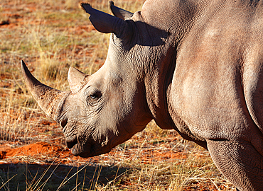 White Rhino, Bagatelle Kalahari Game Ranch, Namibia, Africa