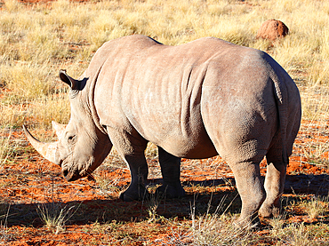 White Rhino, Bagatelle Kalahari Game Ranch, Namibia, Africa