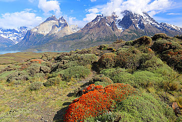 Torres del Paine, National Park, Patagonia, Chile