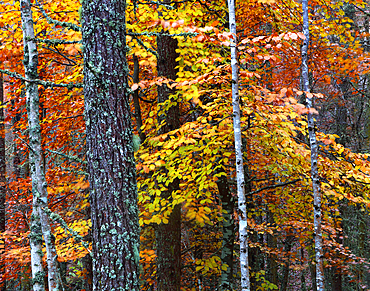 Woodland in autumn near Rogie Falls, Ross-shire, Highlands, Scotland, United Kingdom, Europe