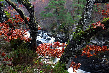 Rogie Falls, Ross-shire, Highlands, Scotland, United Kingdom, Europe