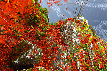 Woodland in autumn near Rogie Falls, Ross-shire, Highlands, Scotland, United Kingdom, Europe