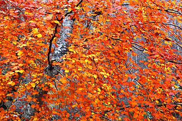 Woodland in autumn near Rogie Falls, Ross-shire, Highlands, Scotland, United Kingdom, Europe