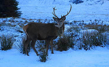 Stag, Rannoch Moor, Highland, Scotland, United Kingdom, Europe