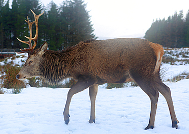 Stag, Highland, Scotland, United Kingdom, Europe