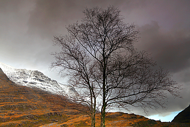 Tree detail, Torridon, North West Highlands, Scotland, United Kingdom, Europe