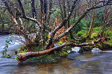 River Barle at Tarr Steps, Exmoor National Park, Somerset, England, United Kingdom, Europe