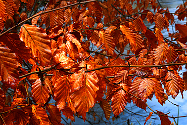 Woodland leaf detail at Tarr Steps, Exmoor National Park, Somerset, England, United Kingdom, Europe