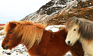 Icelandic ponies, southern Iceland, Polar Regions