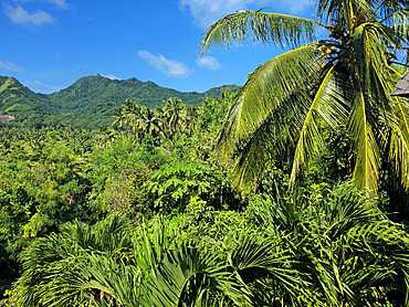 Rainforest, Rarotonga, Cook Islands