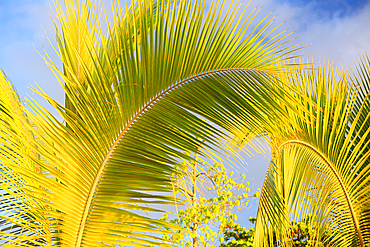 Palm tree details, Bora Bora, French Polynesia, South Pacific, Pacific