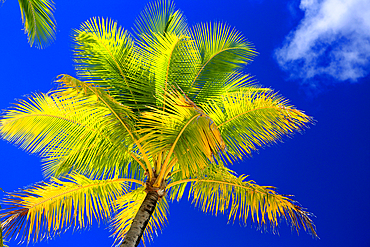 Palm tree, Le Bora Bora by Pearl Resort, Moto Tevairoa island, Bora Bora, French Polynesia, South Pacific, Pacific