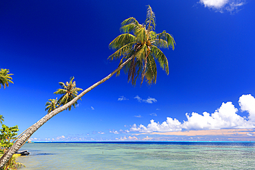 Palm tree, south west coast, Bora Bora, French Polynesia, South Pacific, Pacific