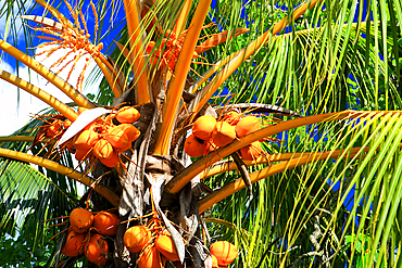 Coconuts and palm tree, Rarotonga, Cook Islands, South Pacific, Pacific