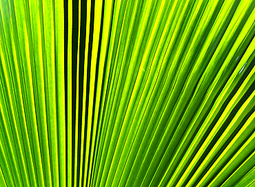 Palm tree detail, Rarotonga, Cook Islands, South Pacific, Pacific