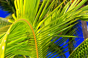 Palm tree detail, Rarotonga, Cook Islands, South Pacific, Pacific