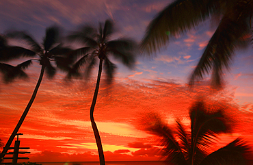 Palm trees and sunset, Edgewater Resort, Rarotonga, Cook Islands, South Pacific, Pacific