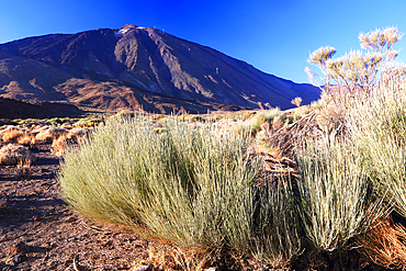 El Teide National Park, UNESCO World Heritage Site, Tenerife, Canary Islands, Spain, Atlantic, Europe