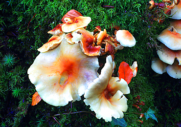 Fungus on tree trunk, Pyrddin Gorge, Pontneddfechan, Neath Valley, South Wales, UK