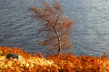 Tree, Loch Niver, Highland, Scotland