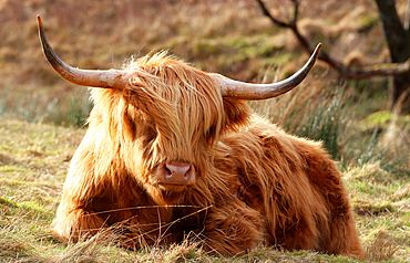 Highland Cow, Glencoe, Highland, Scotland