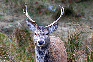 Stag, Rannoch Moor, Scotland