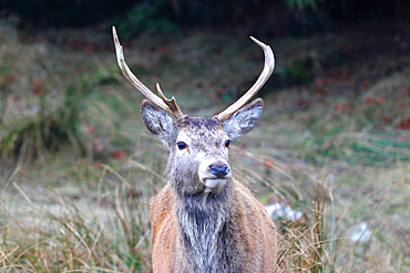 Stag, Rannoch Moor, Scotland