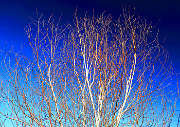 Tree detail, Scotland