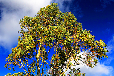 Tree detail, Scotland