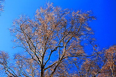 Tree detail, Scotland