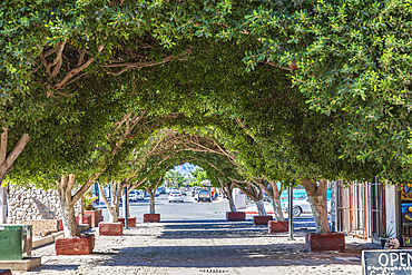 Loreto, Baja California Sur, Mexico. November 17, 2021. Trees over a walkway in Loreto.