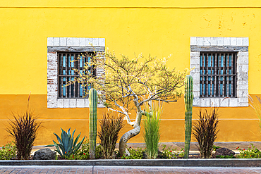 Loreto, Baja California Sur, Mexico. Cactus garden in front of a yellow stucco building.