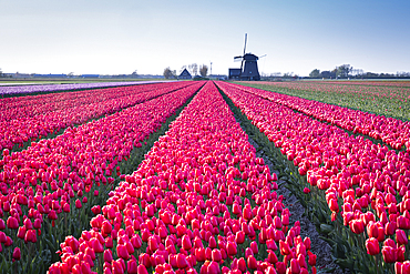 Europe, Netherlands, North Holland, Schagerbrug. Red tulips in a Dutch field.