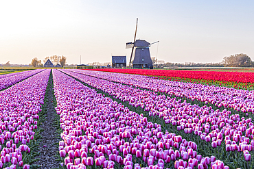 Europe, Netherlands, North Holland, Schagerbrug. Purple and red tulips in a Dutch field.