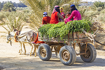 Wadi al Hitan, Faiyum, Egypt. February 20, 2022. Village women bringing their crop to market with a donkey cart.