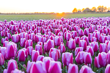 Europe, Netherlands, North Holland, Schagerbrug. Purple tulips in a Dutch field.