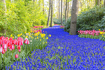 Europe, Netherlands, South Holland, Lisse. April 26, 2022. A river of bluebell flowers at Keukenhof Gardens.