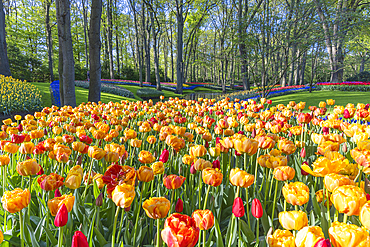 Europe, Netherlands, South Holland, Lisse. April 26, 2022. Yellow and red tulips at Keukenhof Gardens.