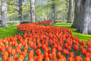 Europe, Netherlands, South Holland, Lisse. April 26, 2022. Orange tulips at Keukenhof Gardens.