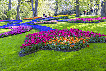 Europe, Netherlands, South Holland, Lisse. April 26, 2022. Orange and purple tulips with bluebells at Keukenhof Gardens.