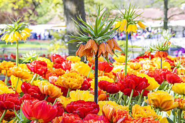 Europe, Netherlands, South Holland, Lisse. Orange, red, and yellow flowers in a garden.