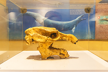 Wadi al Hitan, Faiyum, Egypt. February 20, 2022. Whale skull fossil in the museum at Wadi el-Hitan paleontological site.