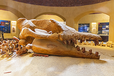 Wadi al Hitan, Faiyum, Egypt. February 20, 2022. Fossil whale skull in the museum at Wadi el-Hitan paleontological site.