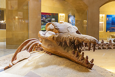 Wadi al Hitan, Faiyum, Egypt. February 20, 2022. Fossil whale skull in the museum at Wadi el-Hitan paleontological site.